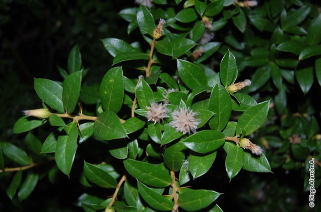 Dasyphyllum diacanthoides