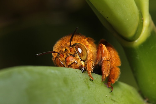 Bee Swarm Wikia