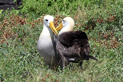 Albatross courtship