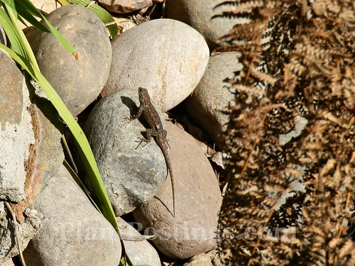 lizard rocks