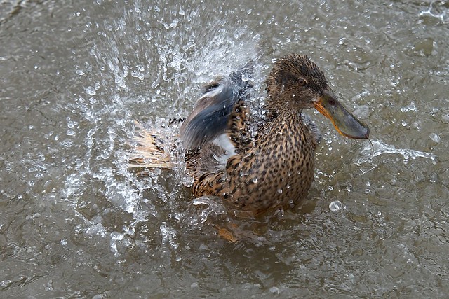Splashing-duck-LSVK9632