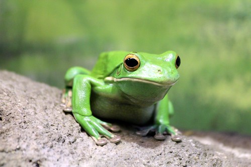 靠「舌頭」和「眼睛」吃飯的青蛙– 聽萬物的語言