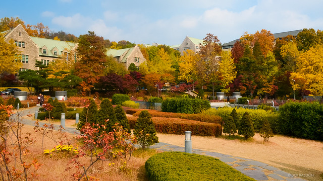 Autumn foliage in Ewha Womans University, Seoul 이화여자대학교 （Nov. 2012）