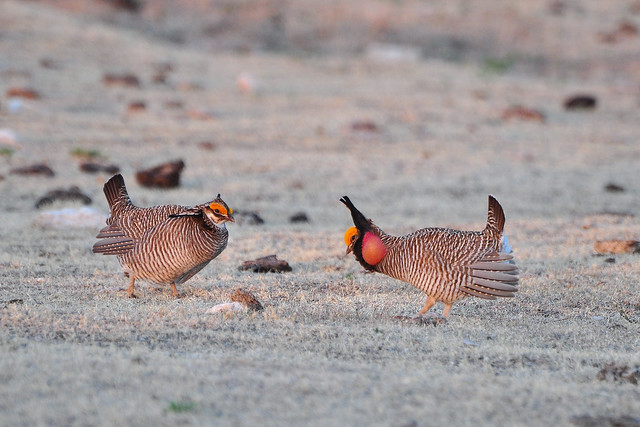 two male lesser prairie chicken facing off