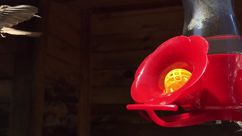 Hummingbird Calling in Slow Mo at 1080p and 120fps