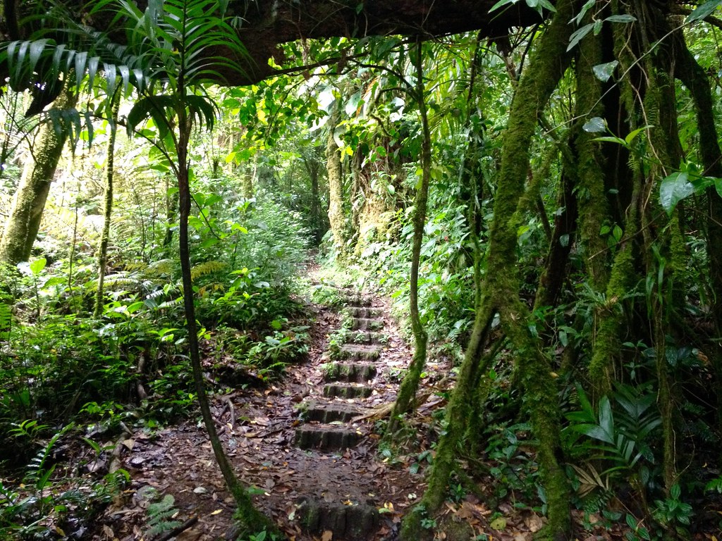 Image result for monteverde cloud forest reserve