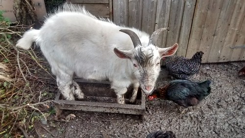 muddy goat Nov 16 2