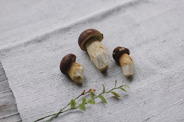 picking_mushrooms_by_Amelie_Niederbuchner_photographer_munich_IMG_0037ed