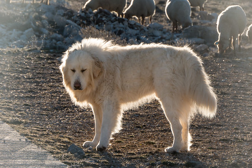 Pyrenean Mountain Dog | The coat of this Pyrenean Mountain d… | Flickr