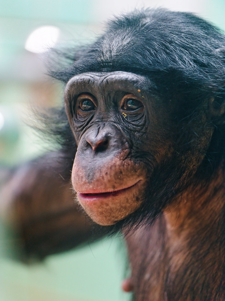 Resultado de imagen de bonobo