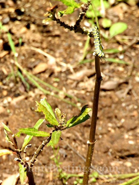 stripped milkweed