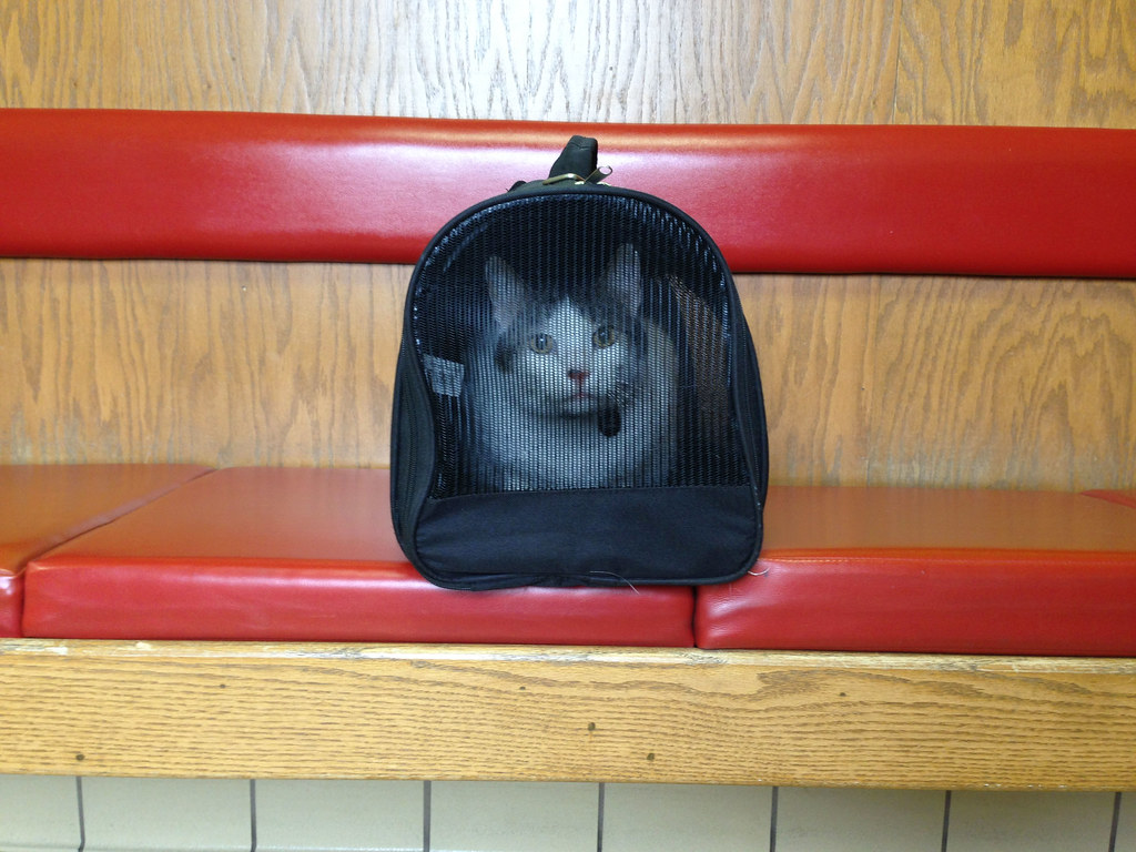 Patches at the vet