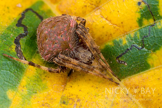 Orb Web Spider (Neoscona sp.) - DSC_7382