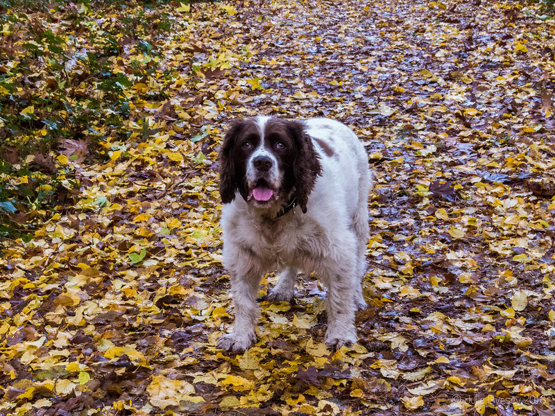 Max in the autumn leaves