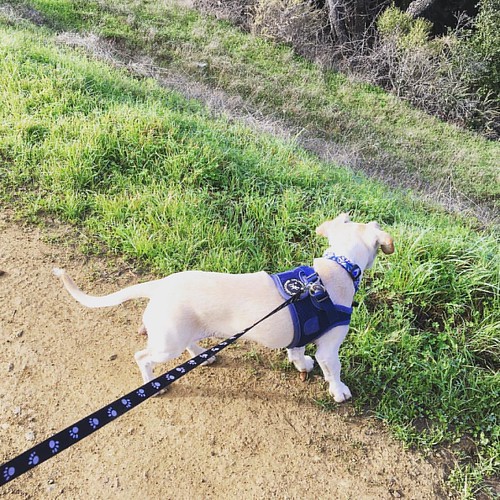 Just Docker and me hiking today. #dogsofinstgram