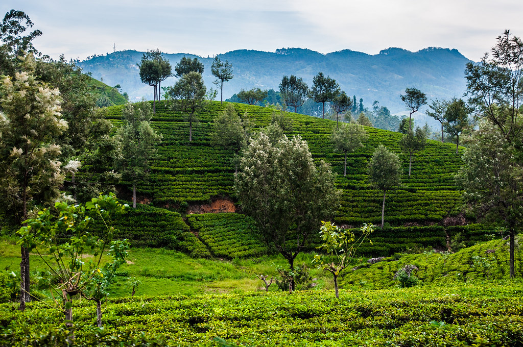 Tea plantations / Чайные плантации
