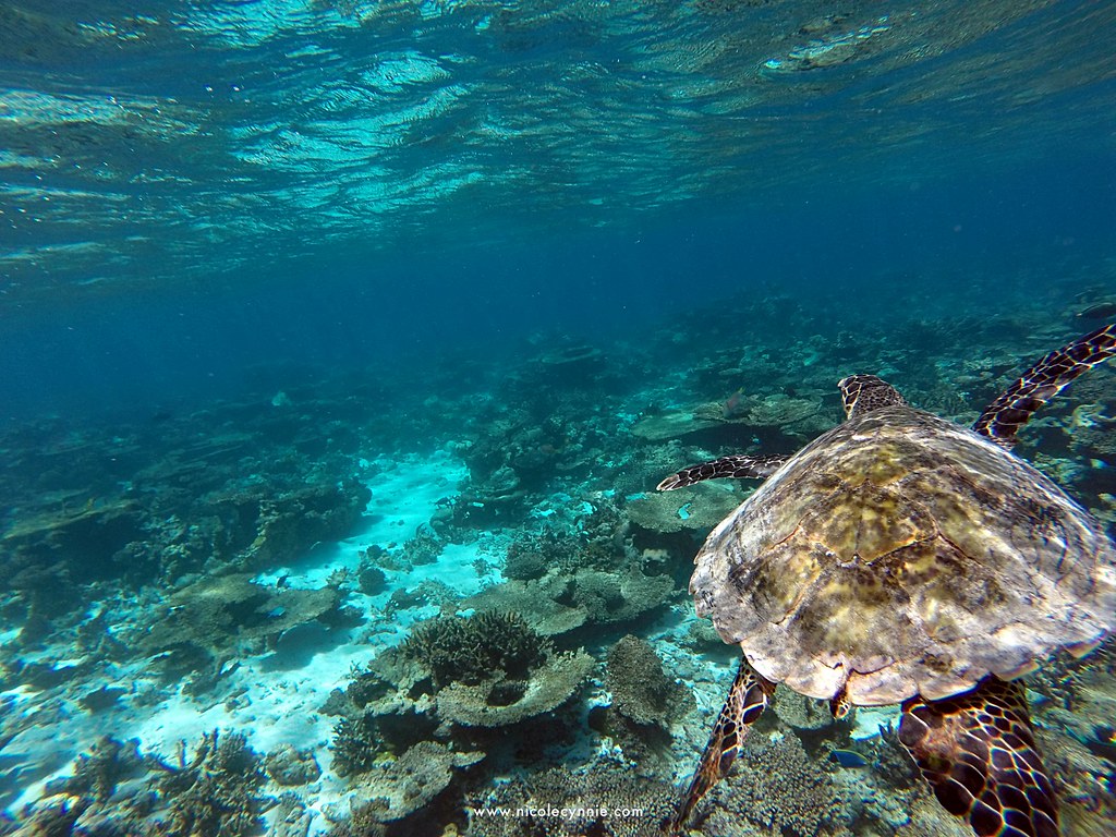 Nicole Cynnie | Surfing @ Turtle Reef, Maldives 2