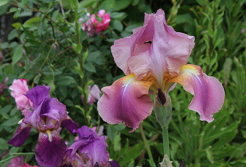 Iris rose - Flora [identification non terminée] 9119896720_a767d0ce22