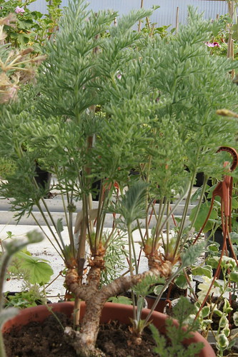 Pelargonium bowkeri