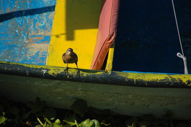 Bird on a brightly coloured boat in Mexico
