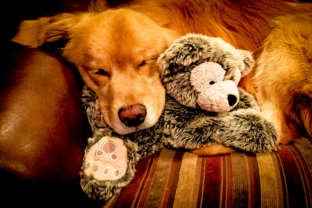 Snuggling With Teddy
