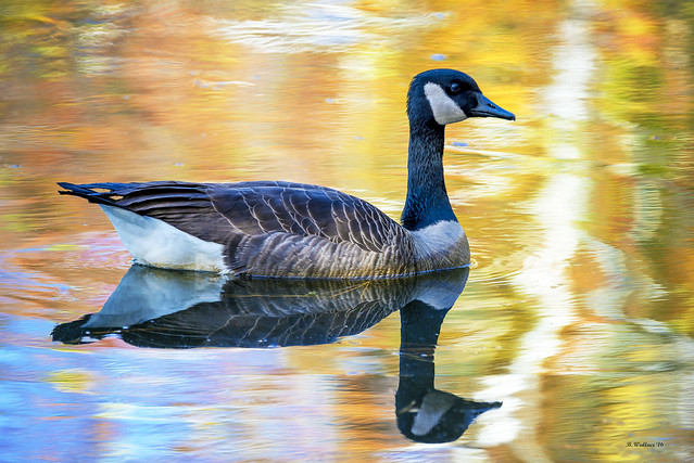 Brian_Canada Goose_Lake Waterford 1_110816_2D