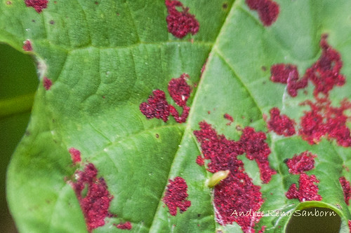 Maple Gall