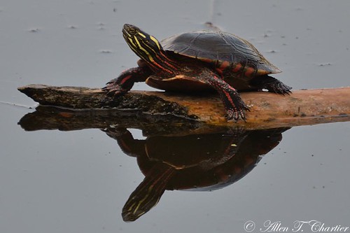 Chrysemys picta (Painted Turtle)