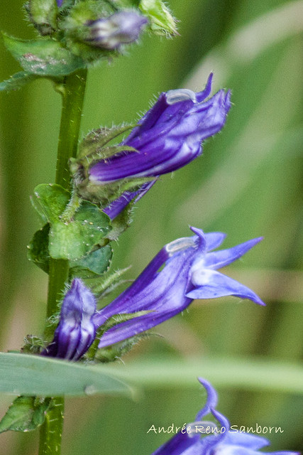 Great Blue Lobelia (Lobelia siphilitica)