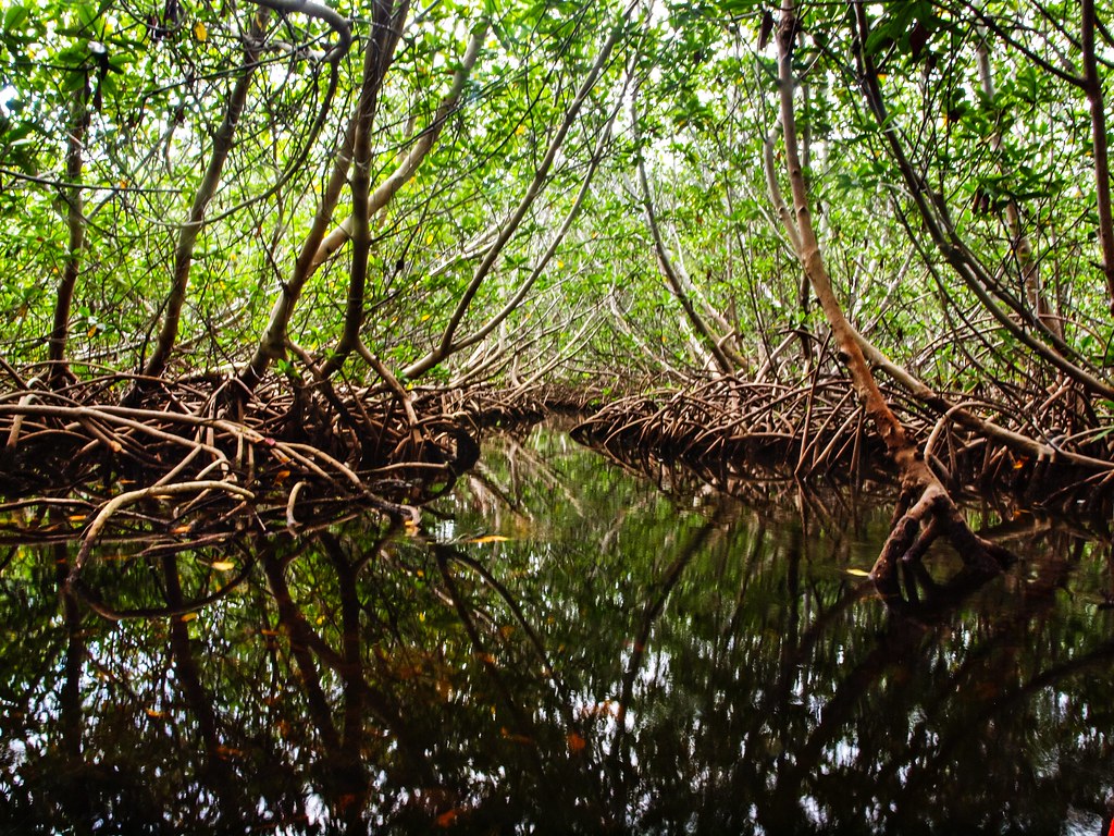 Image result for mangroves