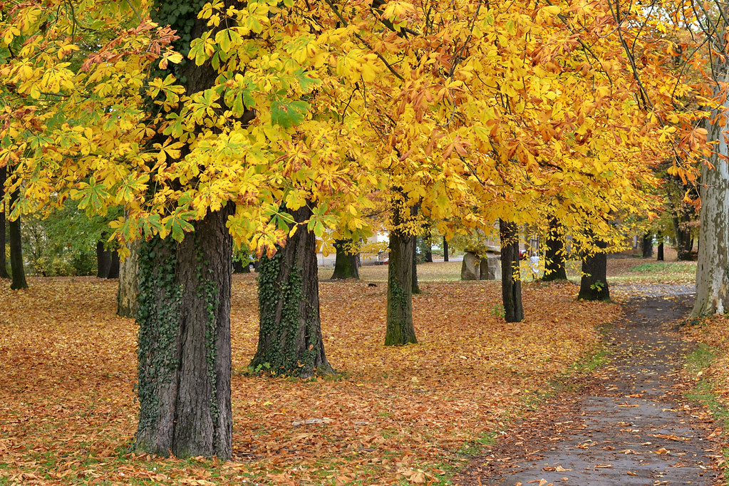Herbst in Pirna