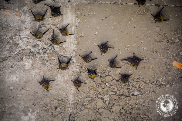 Bats in Sierpe
