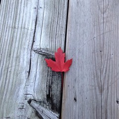 My Canada needs no filter! #ohcanada #mapleleaf #autumnleaves #porchlife