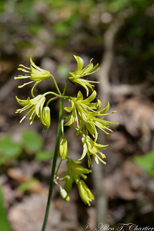 Clintonia borealis (Bluebead Lily)