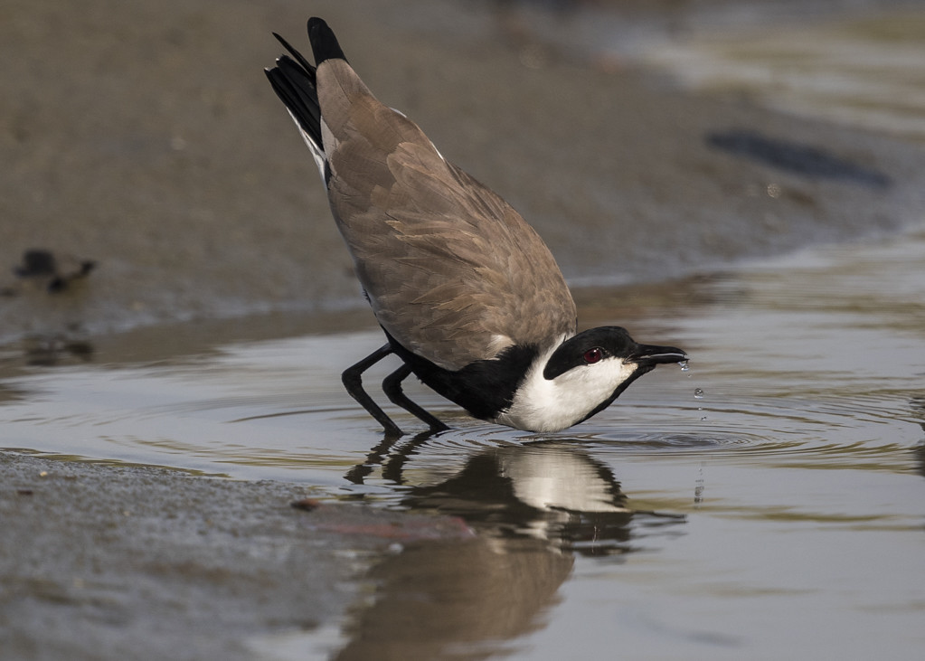 Spur-winged Plover The Gambia 2016