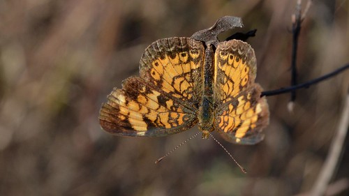 Pearl Crescent butterfly (Phyciodes tharos)