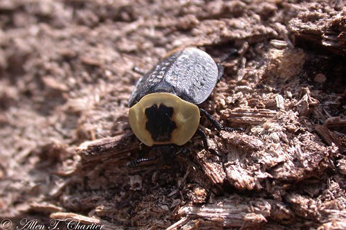 Silpha americana (American Carrion Beetle)