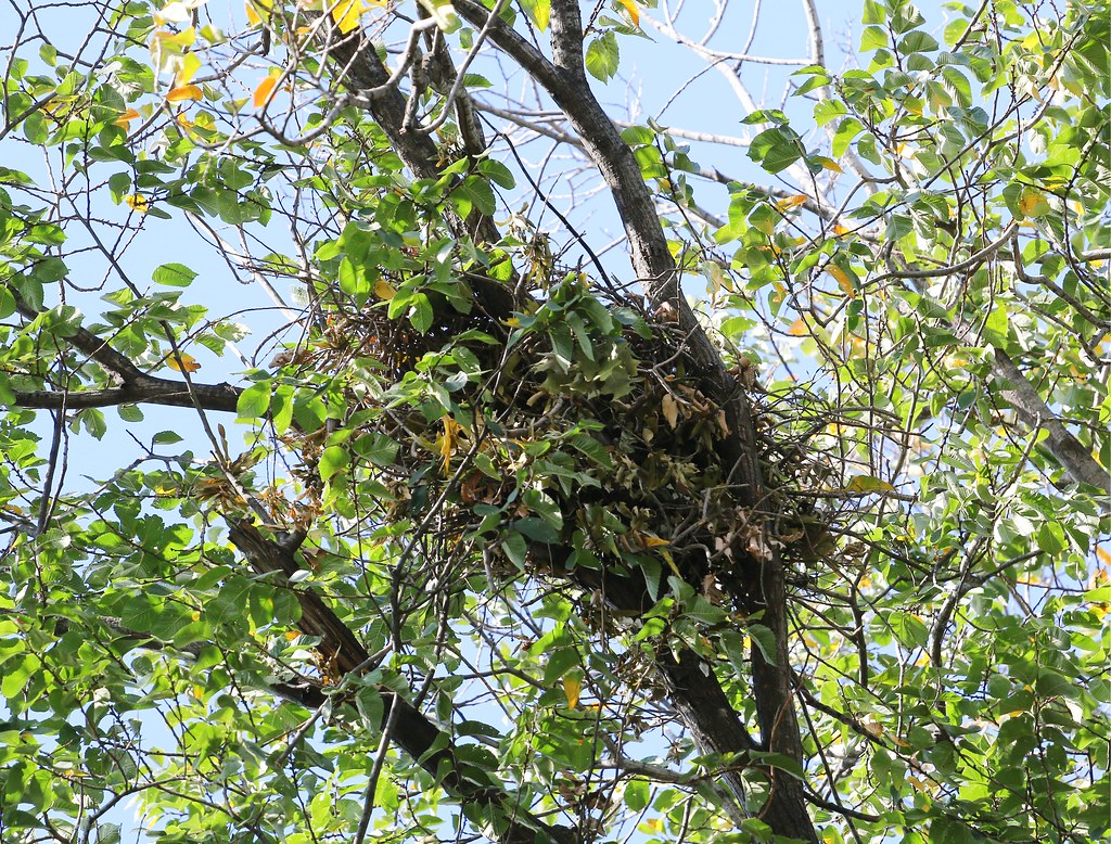 Hawk nest in Tompkins Square