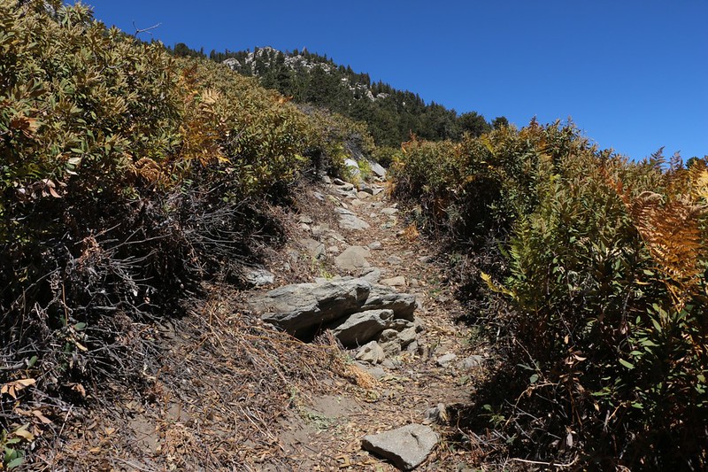 More excellent trail maintenance on the trail to Wellmans Divide
