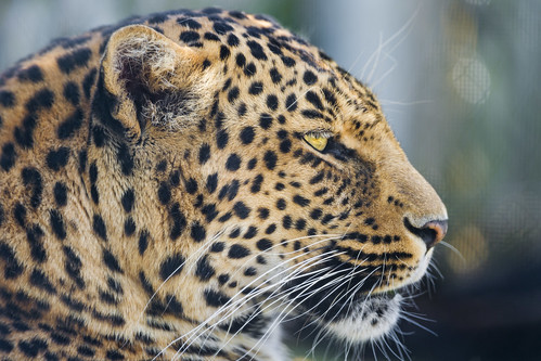 Leopard profile | Portrait of one of the leopards of the Ton… | Flickr