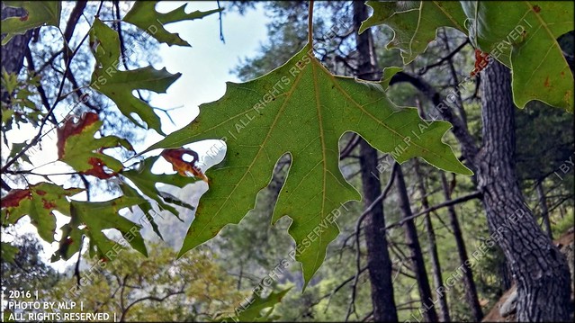 [ΦΑΡΑΓΓΙ ΣΑΜΑΡΙΑΣ - ΕΘΝΙΚΟΣ ΔΡΥΜΟΣ]