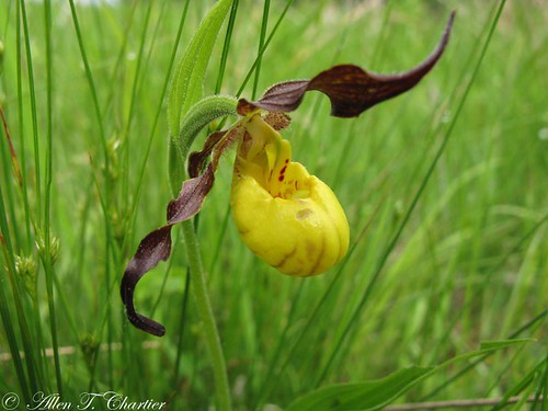 Cypripedium parviflorum (Yellow Ladyslipper)