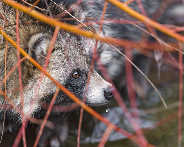 Raccoon dog among vegetation