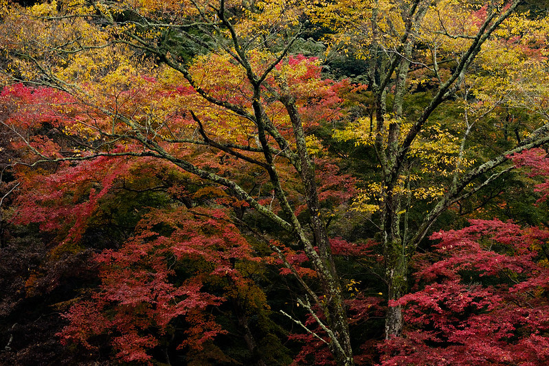 Autumn leaves scenery in Japan