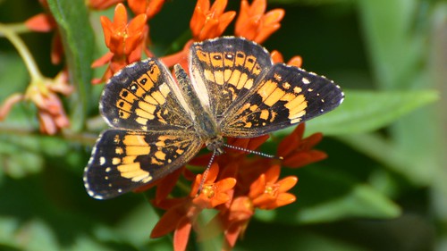Silvery Checkerspot butterfly on Butterfly Milkweed