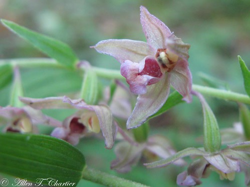 Epipactis helleborine (Helleborine Orchid)