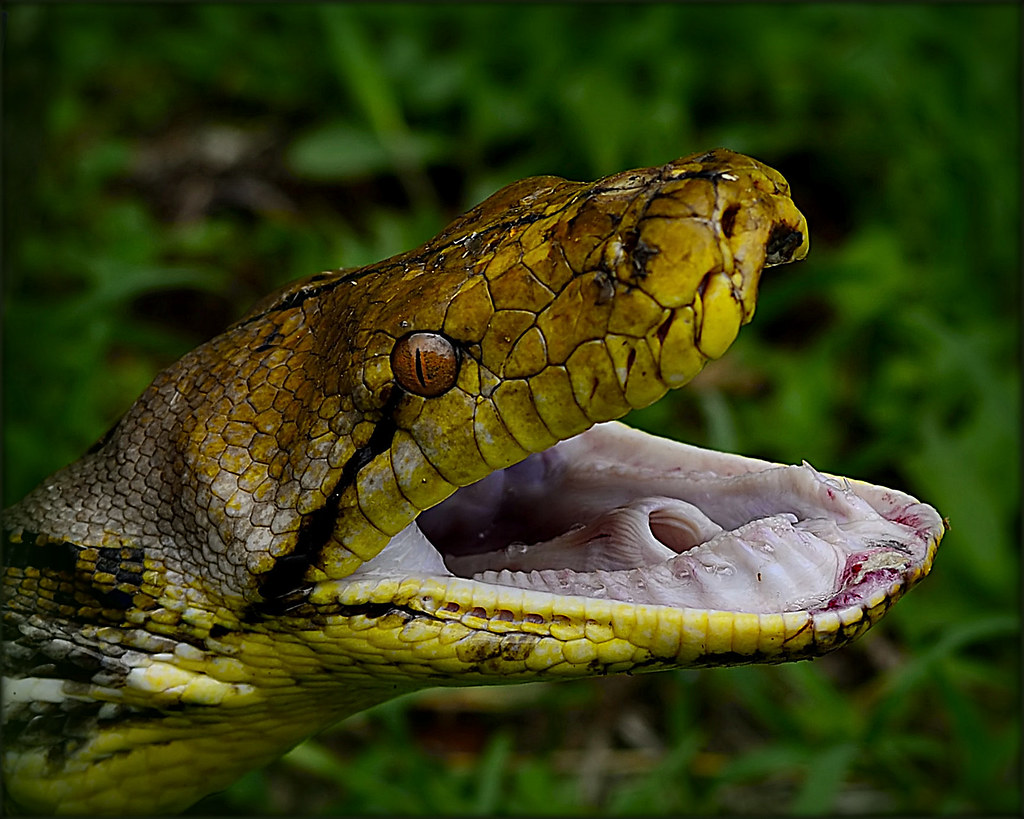Resultado de imagem para python reticulatus
