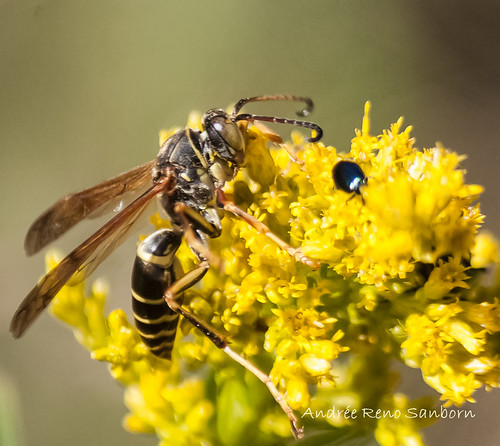 Northern Paper Wasp (Polistes fuscatus)
