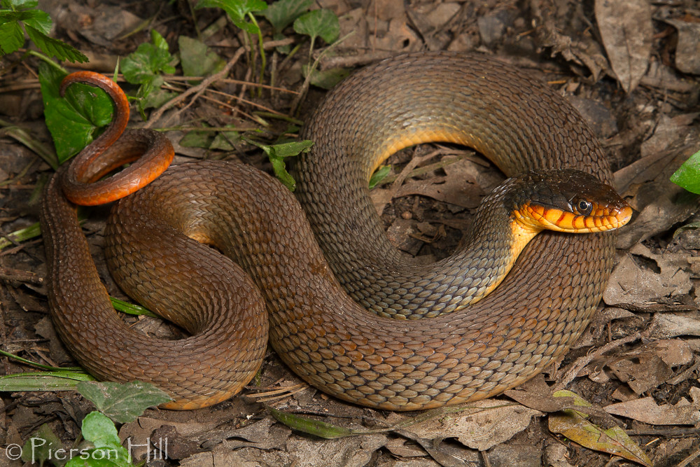 Nerodia Erythrogaster - Alchetron, The Free Social Encyclopedia