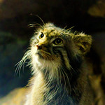 Pallas's Cat of Ueno Zoo : マヌルネコ（上野動物園）